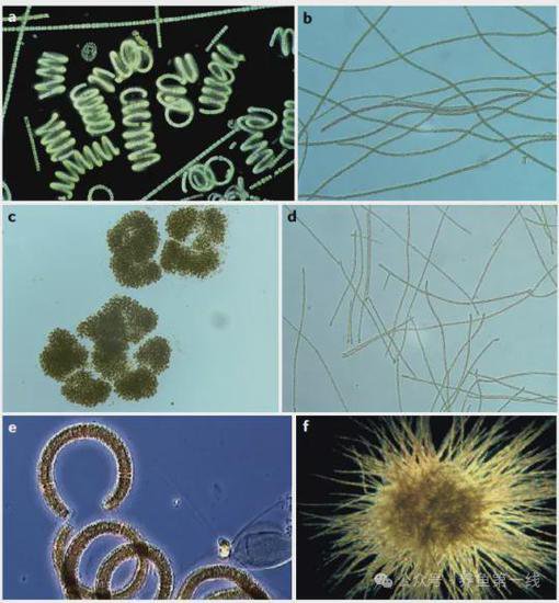 不同的角度不一样的认识：<em>最简单的</em>自养植物生物——蓝藻