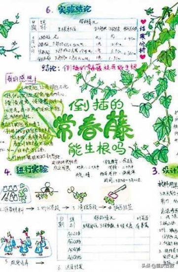 来，听听蚕语看看孩子对话鸽子 第六届重庆市梦想课堂·自然笔记...