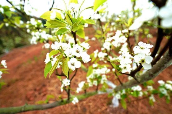又是一年梨花盛开时，快来看看怀集这个农场的梨花吧！