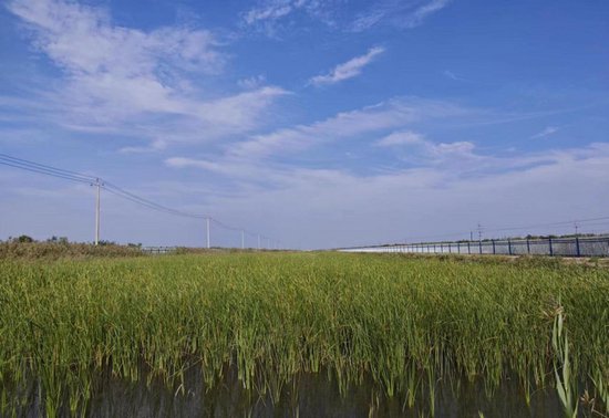 沧州南大港：人工湿地开启生态治河新篇章