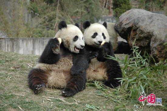 香港海洋公园两只大熊猫首次成功自然交配 今年有望“添丁”