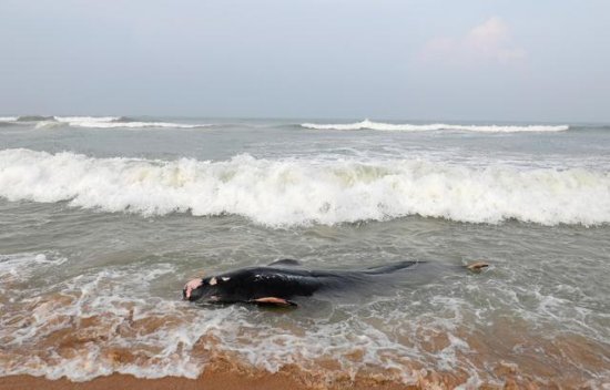 心痛！斯里兰卡鲸鱼集体搁浅，有人认为<em>是不好的预兆</em>