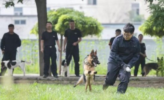 <em>中国刑警</em>学院竞售54只淘汰受训犬：含德牧等，要求不得弃养