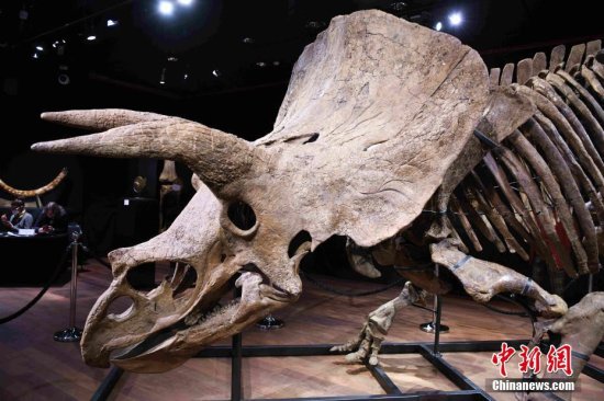 <em>世界最大的</em>三角龙化石骨架在巴黎展出