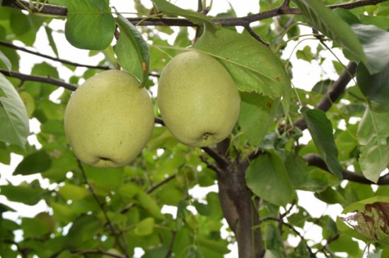百年曹家梨打造全国首款单品水果分销联盟