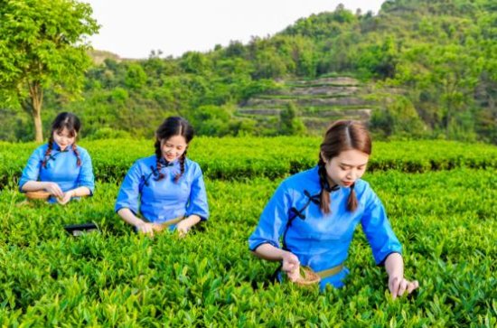 纳税回馈原产地，龙头茶企八马茶业助力乡村振兴