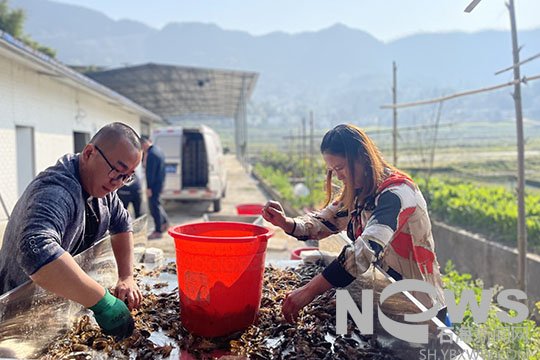 大河苗族乡：“农企合作”新模式 稻虾产业振乡村