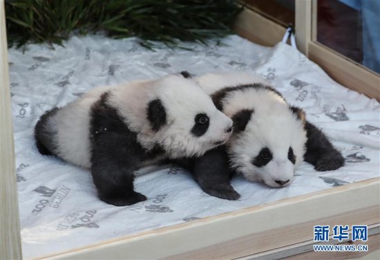 在德出生大熊猫<em>双胞胎</em>命名为“梦想”“梦圆”