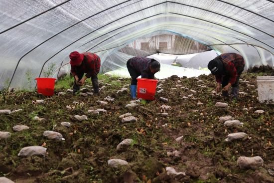 奉节：发展羊肚菌产业 撑起乡村振兴“致富伞”