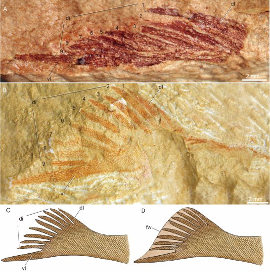 4.1亿年前九尾狐甲鱼揭示早期鱼类游泳速度的演化