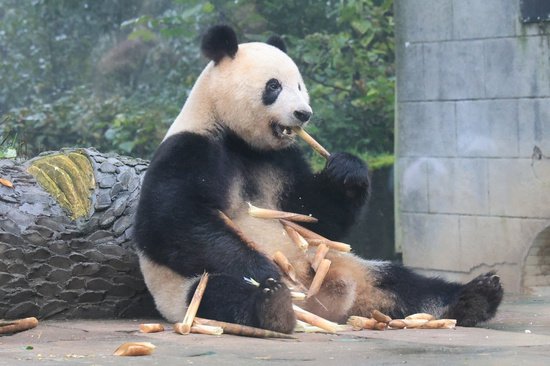 全球连线 | 日本大熊猫粉丝团来四川看望“香香”，这位摄影师让...