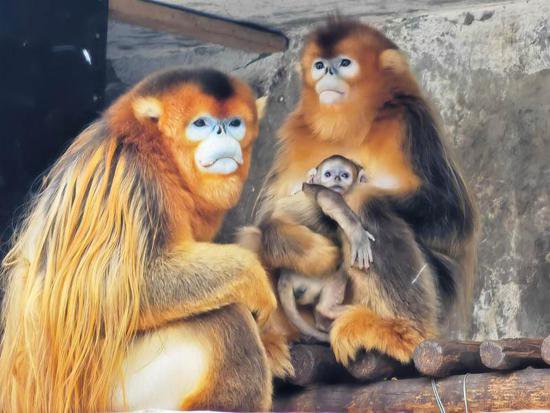 商丘动物园金丝猴家族又添新宝宝