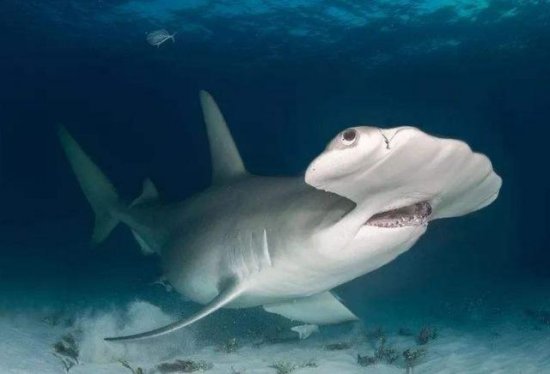 地球上10大最厉害的鲨鱼，<em>虎鲨和大白鲨</em>领衔，你都认识吗？