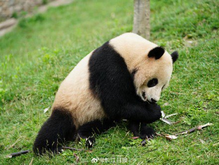 大熊猫武林盟盟到武汉了！