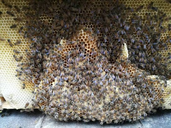 <em>蜜蜂蜂种</em>退化的原因