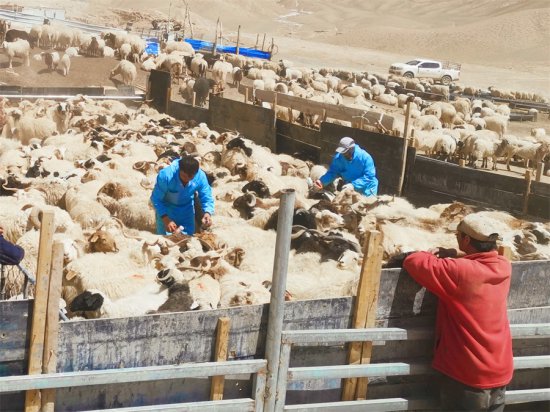 若羌县：海拔4800米牧区，牲畜疫苗接种这样开展