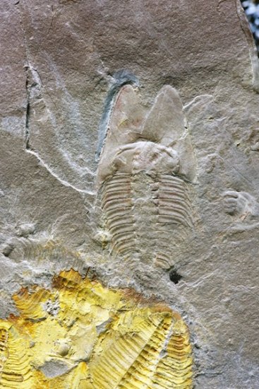 90后研究生将5亿年前三叶虫<em>命名</em>为“耳形范特西虫”