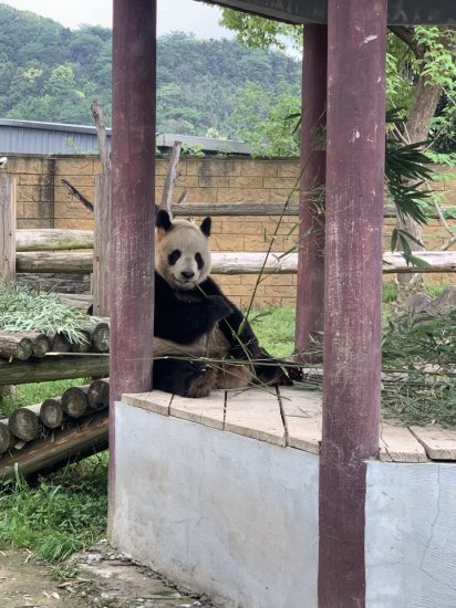<em>杭州哪里可以</em>看大熊猫？潮新闻记者为你探访到了