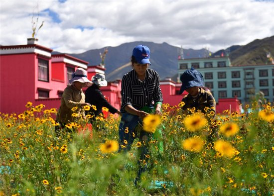 中国宝“藏” | 西藏农牧民生产<em>经营方式</em>发生历史性变化