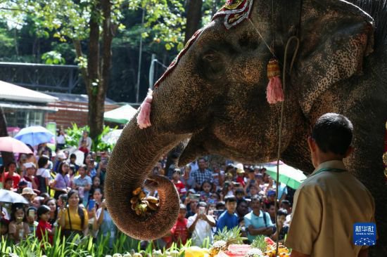 缅甸70岁大象庆生