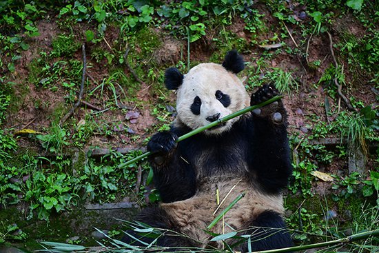 <em>中美</em>将开启新一轮大熊猫保护合作