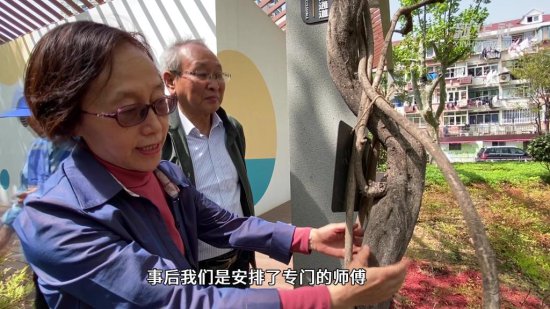 上海：老弄堂动迁 居民家中的<em>紫藤树</em>也搬了“新家”