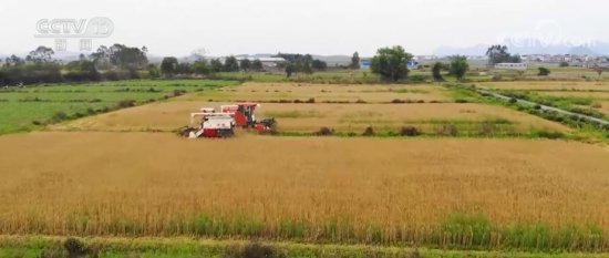 “双季稻+冬小麦”<em>种植</em>模式 提高土地利用率 提升<em>粮食</em>产能