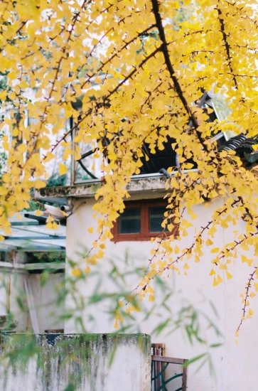 这8个最佳银杏观赏地，藏着中国最美的深秋！