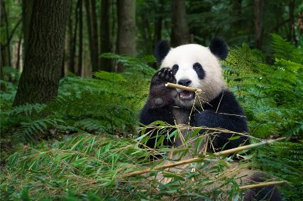 新加坡动物园大熊猫宝宝候选<em>名字</em>出炉