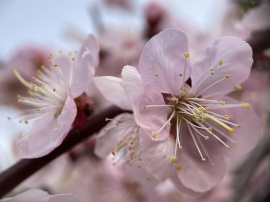 国家植物园首届桃花观赏季明天开幕，快来按图寻花