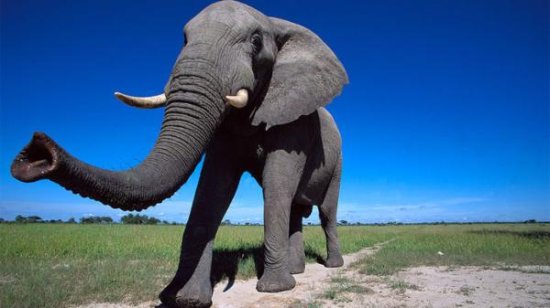 <em>南非</em>科学家发现<em>大象</em>的鼻子新用途