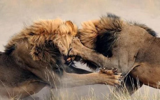 <em>母狮和</em>公狮对比，<em>母狮</em>更善于捕猎，这是真的吗？