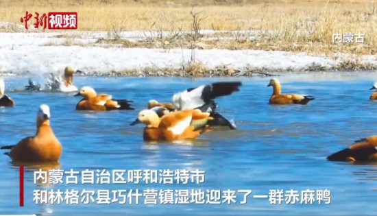 <em>初春</em>，来内蒙古黄河湿地看“飞鸟集”