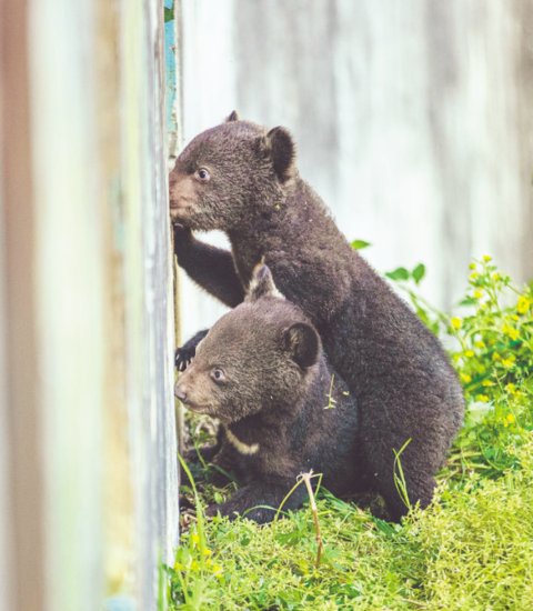 双胞胎黑熊宝宝正式与游客见面