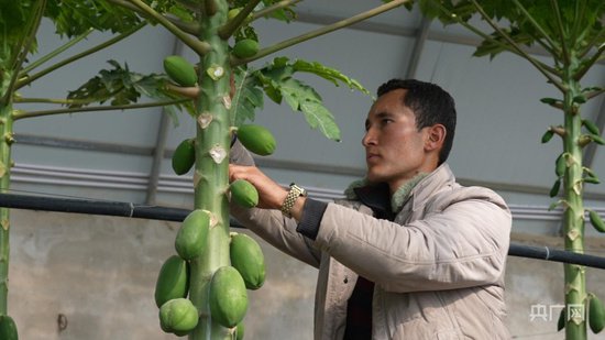 科技助力农业转型 特色水果试种见成效