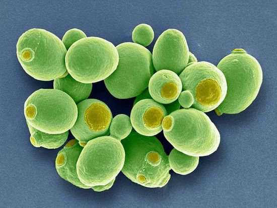 科学家成功合成酵母所有染色体，人造<em>生命</em>真要来了？