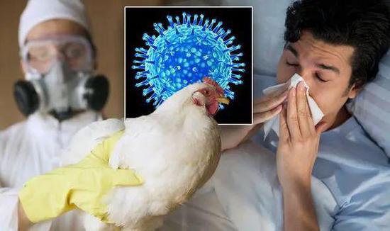美国加州爆发<em>禽流感</em>疫情！鸡蛋禽类或将大涨价