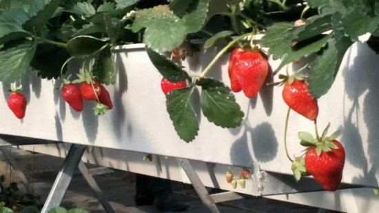 【农民丰收】酒泉瓜州：<em>草莓</em>结出农民增收“致富果”