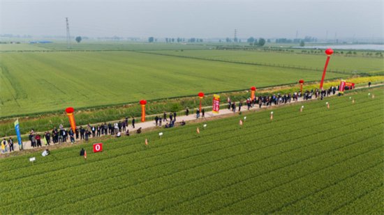 超高产小麦新品种“徐麦185”现场观摩会在江苏徐州举行