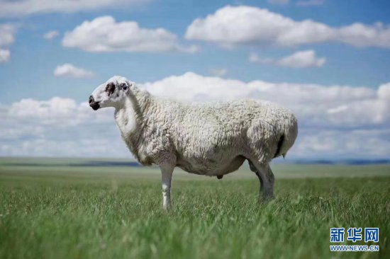 内蒙古乌珠穆沁<em>羊和</em>蒙古马入选全国优异畜禽遗传资源
