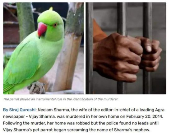 印度一鹦鹉目睹凶手行凶，大喊凶手<em>名字</em>助警察破案