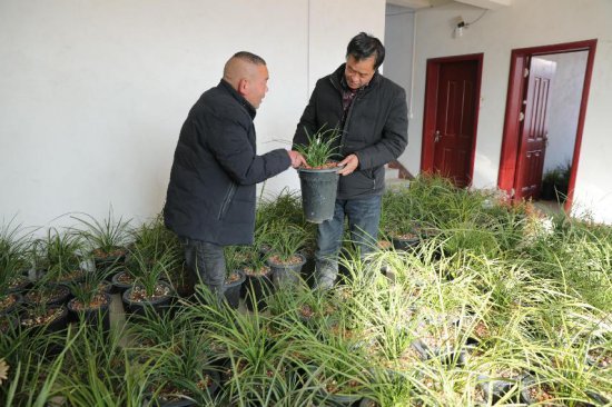 河南西峡：春兰飘香 兰花产业种出“美丽经济”