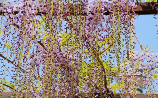 玉渊潭公园“植物集市”首亮相，紫藤和鲁冰花将接棒樱花