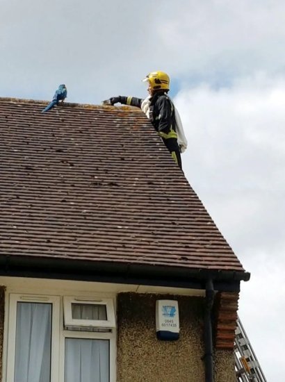 英国一只鹦鹉<em>被困</em>屋顶三天，却不停骂营救它的消防队员“滚远点...