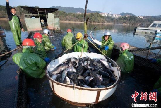 江西仙女湖迎新年首次巨<em>网捕鱼</em> 展现传统渔作景观