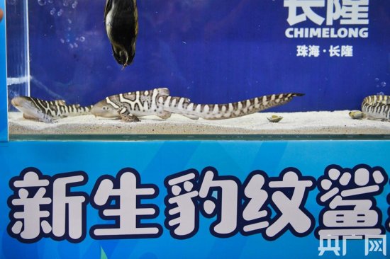 广东三尾豹新生纹鲨<em>宝宝</em>正式亮相 多图围观它们的“养膘”生活