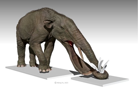 科学研究揭示大象下颌与长鼻的<em>演化过程</em>