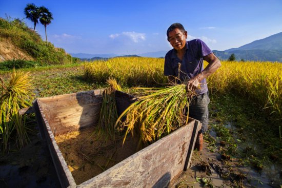 “中彩”项目助力紫鹊界贡米产业长足发展