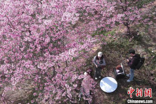 浙江杭州千亩樱花盛开 赏花游带动“春日经济”