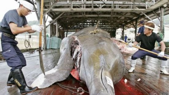 为什么日本要捕杀鲸鱼？原因让世界警惕！